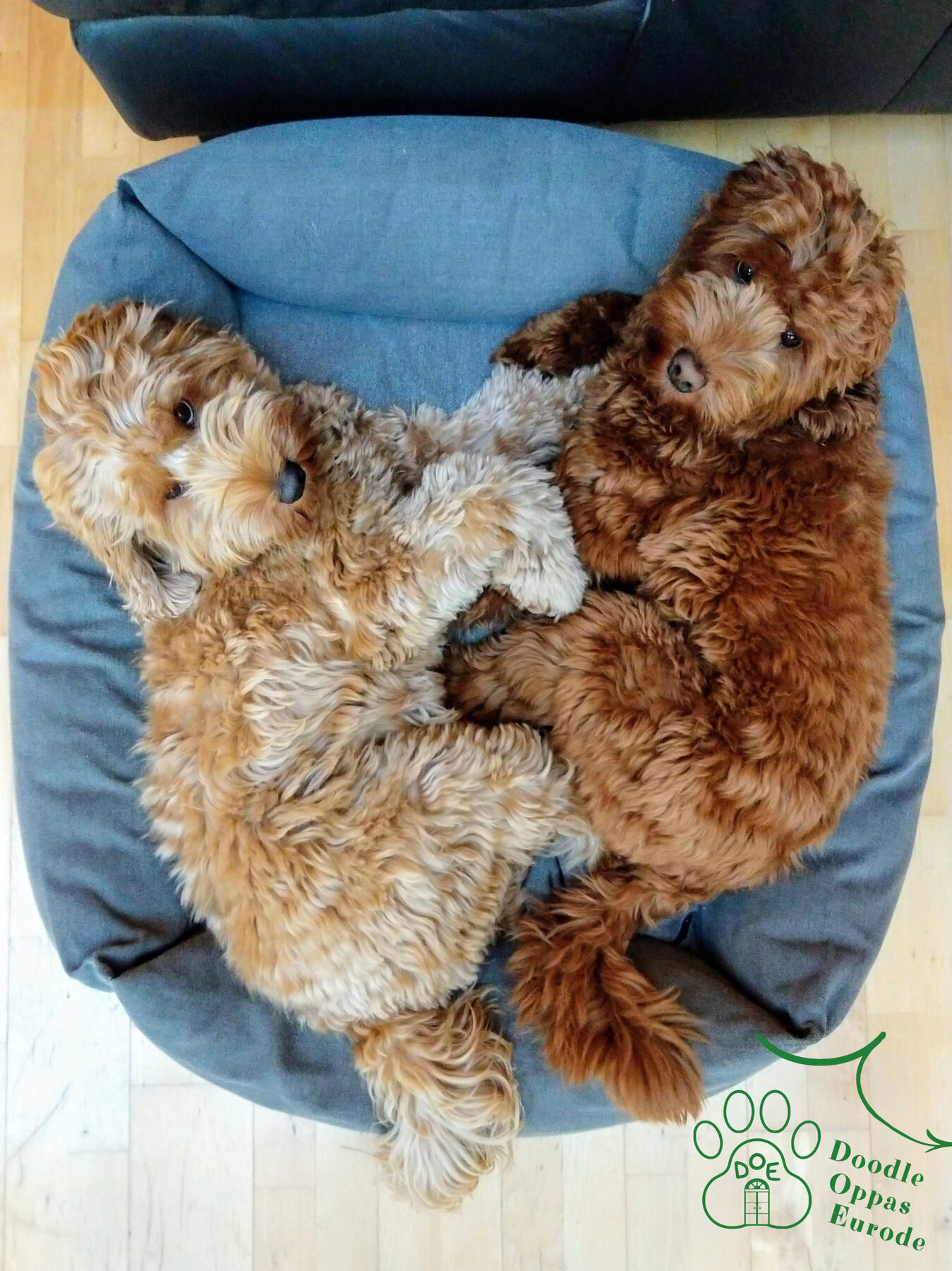 hello Locke and Pip :-D