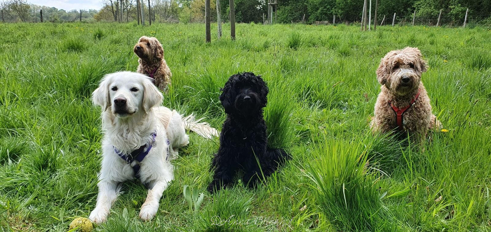 Snuffeldag from Louna (black) and meeting our best Friend Elara (White) in the Wurmtal